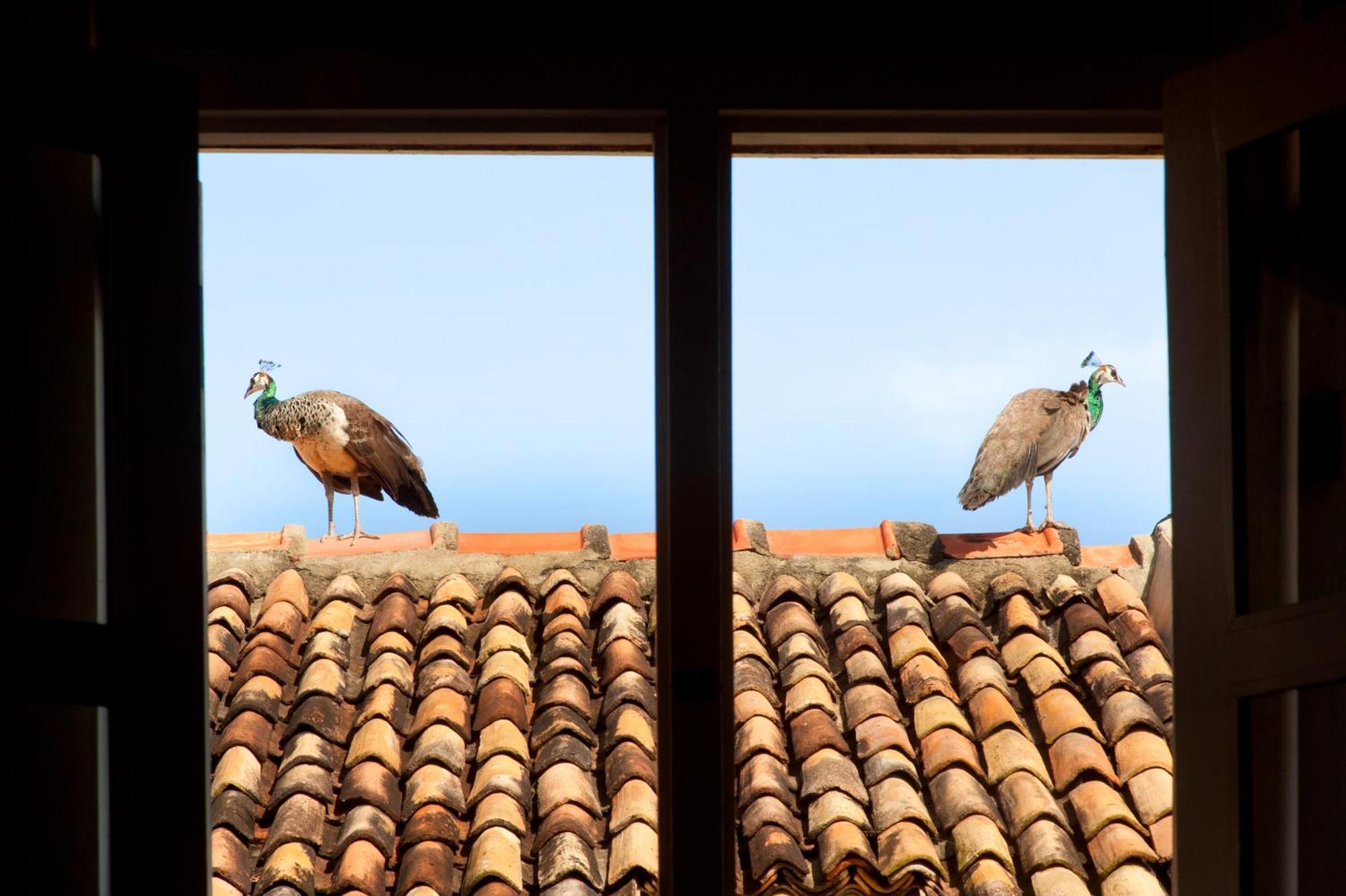 A 03 Bedroom Villa In Galle Fort With Roof Terrace & Pool ภายนอก รูปภาพ